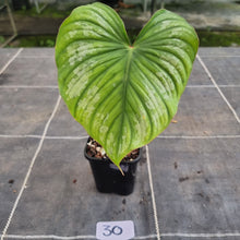 Load image into Gallery viewer, #30 Philodendron Silver Cloud