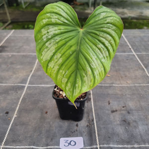 #30 Philodendron Silver Cloud
