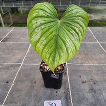 Load image into Gallery viewer, #30 Philodendron Silver Cloud