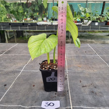 Load image into Gallery viewer, #30 Philodendron Silver Cloud