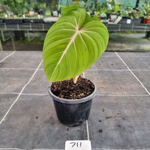 Load image into Gallery viewer, #711 Philodendron Gloriosum