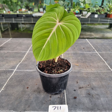 #711 Philodendron Gloriosum