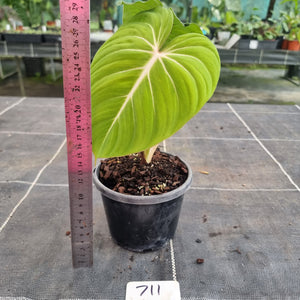 #711 Philodendron Gloriosum