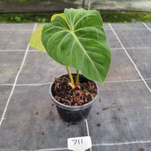 Load image into Gallery viewer, #711 Philodendron Gloriosum