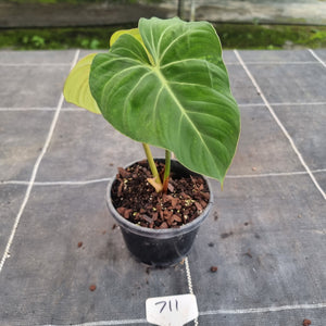 #711 Philodendron Gloriosum