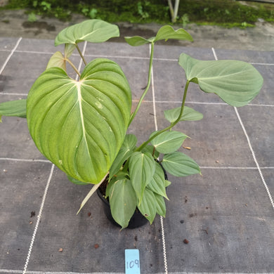 #109 Philodendron Pastazanum x Gloriosum