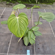 Load image into Gallery viewer, #109 Philodendron Pastazanum x Gloriosum