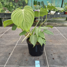 Load image into Gallery viewer, #109 Philodendron Pastazanum x Gloriosum