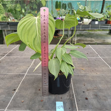 Load image into Gallery viewer, #109 Philodendron Pastazanum x Gloriosum