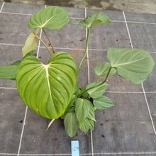 Load image into Gallery viewer, #109 Philodendron Pastazanum x Gloriosum