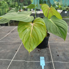 Load image into Gallery viewer, #109 Philodendron Pastazanum x Gloriosum