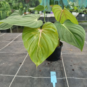 #109 Philodendron Pastazanum x Gloriosum