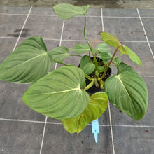Load image into Gallery viewer, #109 Philodendron Pastazanum x Gloriosum