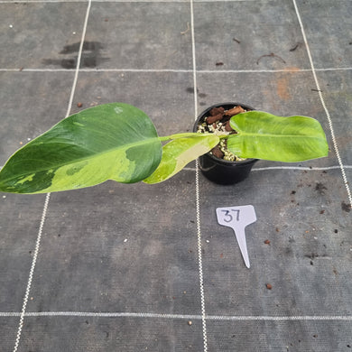 #37 Philodendron Jose Buono