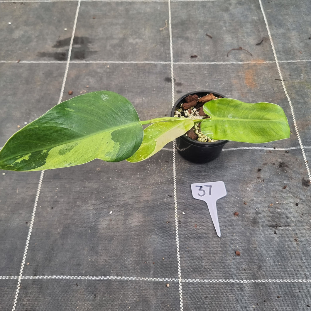 #37 Philodendron Jose Buono