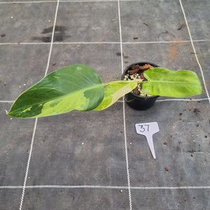 #37 Philodendron Jose Buono