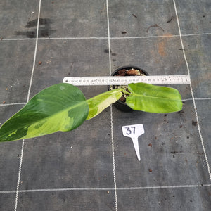 #37 Philodendron Jose Buono