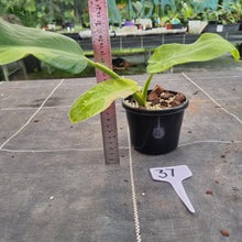 Load image into Gallery viewer, #37 Philodendron Jose Buono