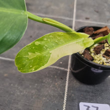 Load image into Gallery viewer, #37 Philodendron Jose Buono