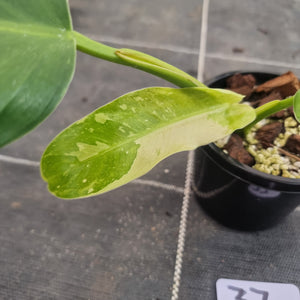 #37 Philodendron Jose Buono