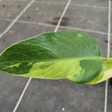 Load image into Gallery viewer, #37 Philodendron Jose Buono