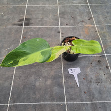 Load image into Gallery viewer, #37 Philodendron Jose Buono