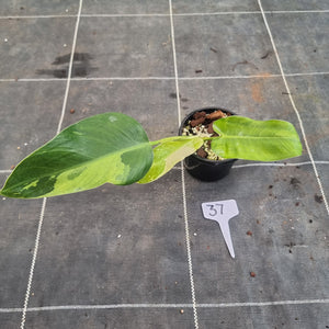 #37 Philodendron Jose Buono