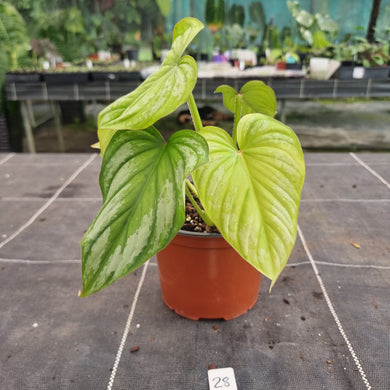 #28 Philodendron Silver Cloud