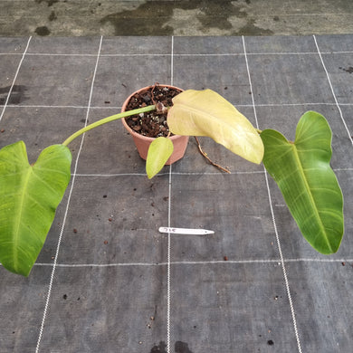 #715  Philodendron Whipple Way