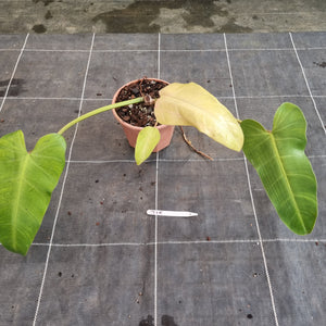 #715  Philodendron Whipple Way