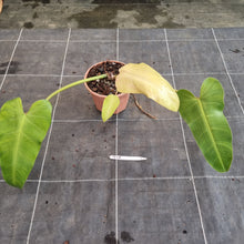 Load image into Gallery viewer, #715  Philodendron Whipple Way
