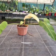Load image into Gallery viewer, #715  Philodendron Whipple Way