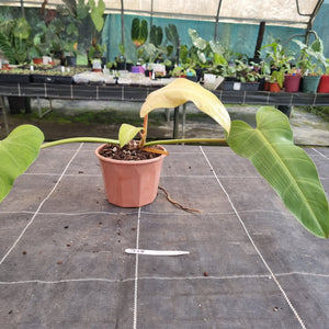 #715  Philodendron Whipple Way
