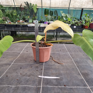 #715  Philodendron Whipple Way