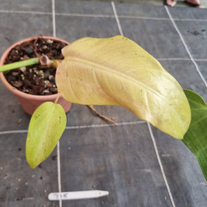 #715  Philodendron Whipple Way