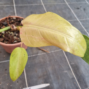 #715  Philodendron Whipple Way
