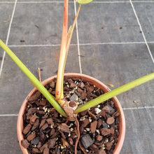 Load image into Gallery viewer, #715  Philodendron Whipple Way