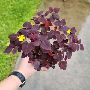 #42 Oxalis Hedysaroides - Fire Fern