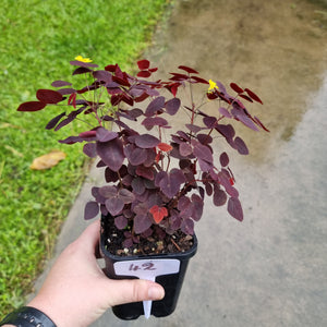 #42 Oxalis Hedysaroides - Fire Fern