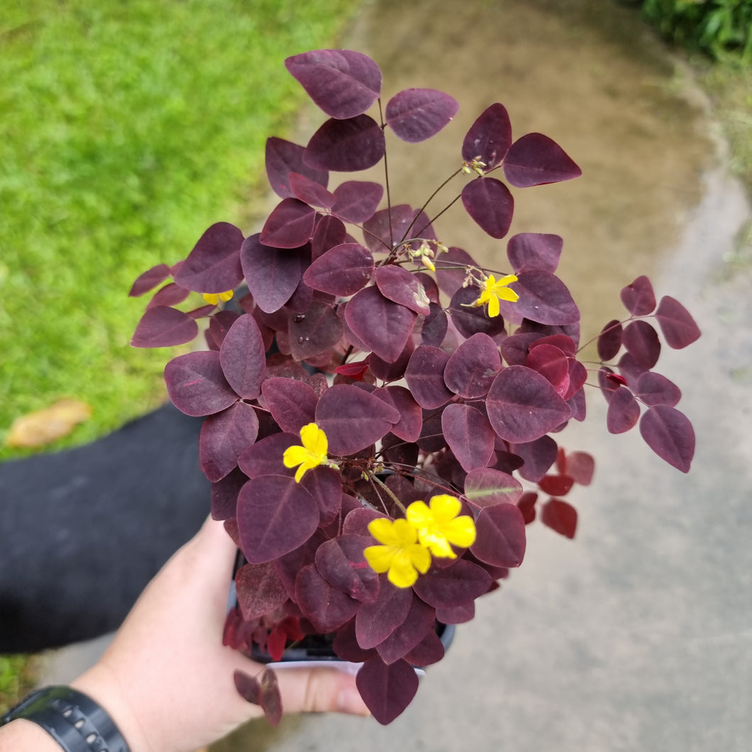 #4 Oxalis Hedysaroides - Fire Fern