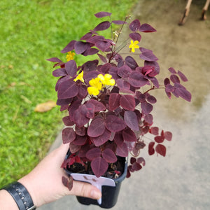 #4 Oxalis Hedysaroides - Fire Fern