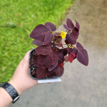 Load image into Gallery viewer, #A9 Oxalis Hedysaroides - Fire Fern