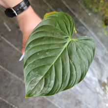 Load image into Gallery viewer, #13 Philodendron Majestic