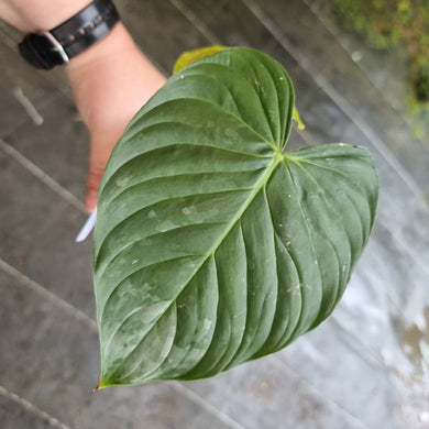 #13 Philodendron Majestic