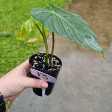 Load image into Gallery viewer, #13 Philodendron Majestic