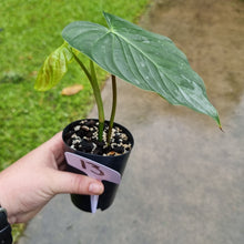 Load image into Gallery viewer, #13 Philodendron Majestic