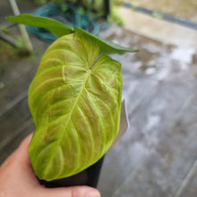 Load image into Gallery viewer, #13 Philodendron Majestic