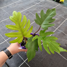 Load image into Gallery viewer, #19 Philodendron Mayoi