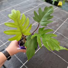 Load image into Gallery viewer, #19 Philodendron Mayoi