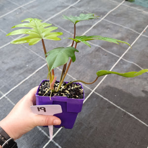 #19 Philodendron Mayoi